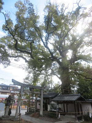 鳥居と大樟