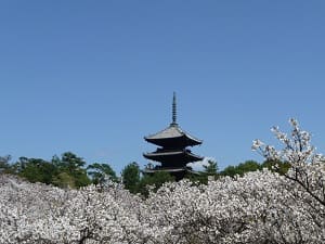 春の仁和寺