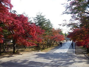 秋の仁和寺