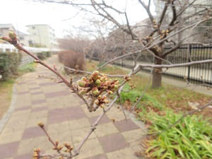 河津桜のつぼみ