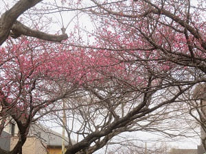 見上げる正月桜