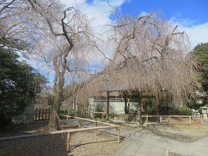 八重紅枝垂れ桜