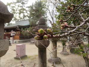 河津桜のつぼみ