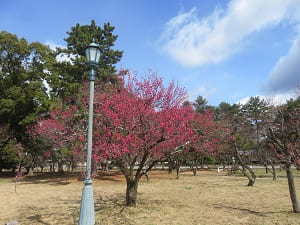 皇宮警察前の紅梅