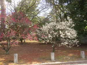 宗像神社付近の梅