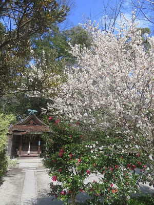 宗像神社の白梅