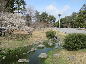 出水の小川と白梅