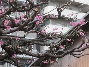 ちらほら咲く梅の花