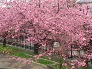 たくさん咲いた河津桜