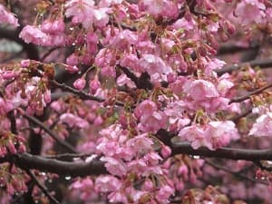 河津桜のアップ