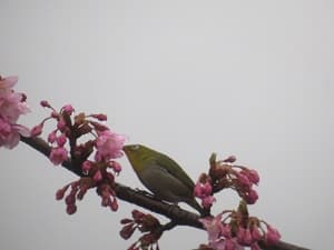 メジロと河津桜