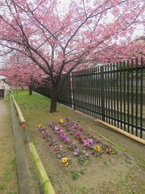 パンジーと河津桜