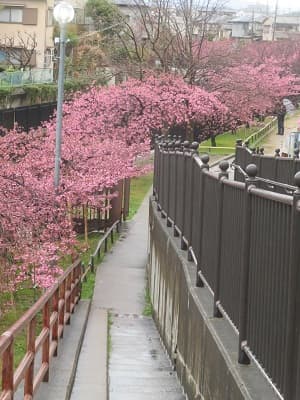 スロープと河津桜