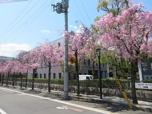 京都地方裁判所の八重紅枝垂れ桜