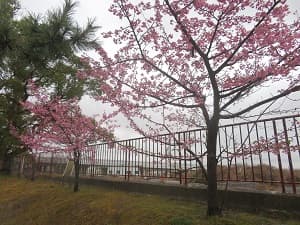 見上げる河津桜