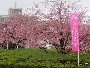 バスターミナル河津桜