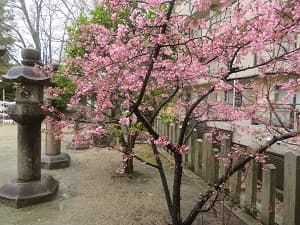 5分咲きの河津桜