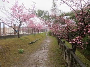 石垣の上の河津桜