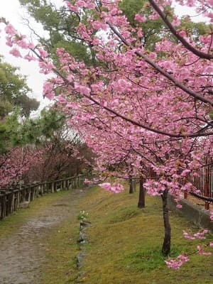 見ごろの河津桜