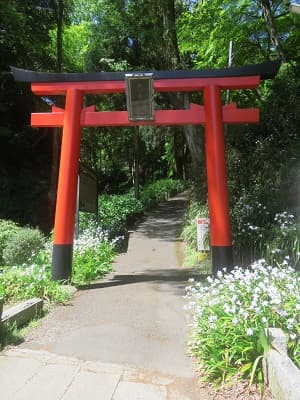 鳥居とシャガ