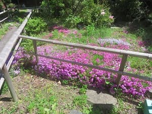 芝桜