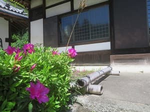 ツツジ