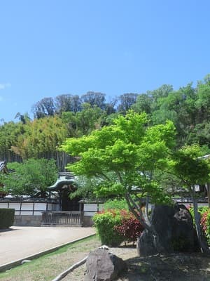 新緑と唐門