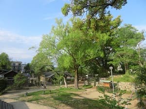 見下ろす公園