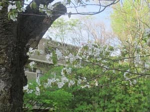 桜