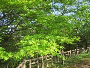 カエデの新緑