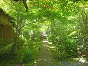 参道の新緑