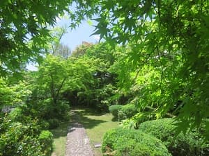 黄緑色の世界