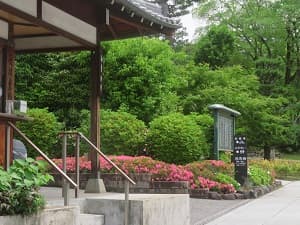 朱印所付近のサツキ