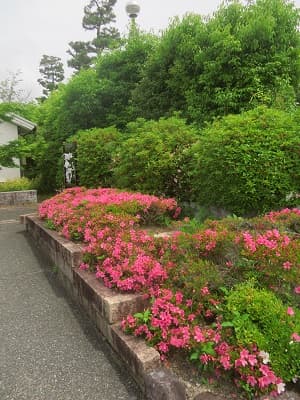 たくさん咲いたサツキ