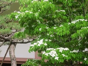 ヤマボウシ