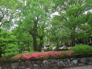 石垣とサツキ