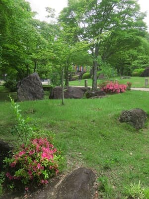 芝生とサツキ