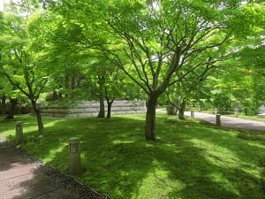 カエデとコケ