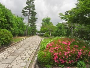 参道わきのサツキ