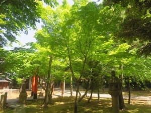 新緑