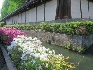 白色のツツジ