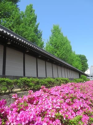 塀とツツジ