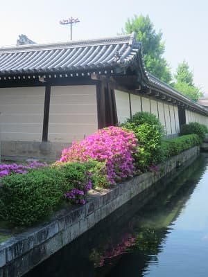 御影堂門下のツツジ