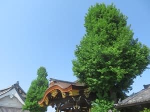 イチョウと阿弥陀堂門