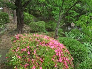 円通橋付近のサツキ