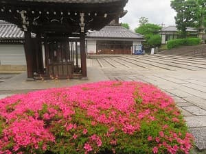 手水舎とサツキ