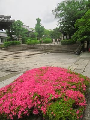 満開のサツキ
