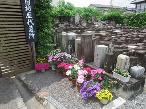 初夏の花