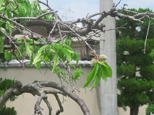 桃の実