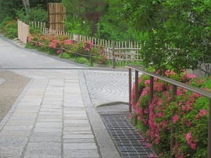 参道のサツキ